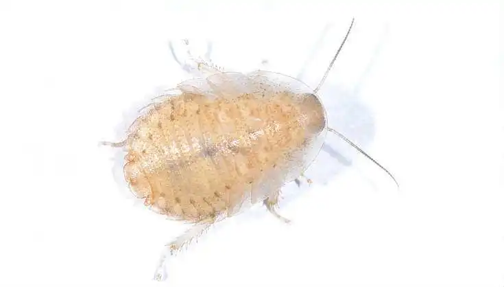 Baby Cockroach White Nymph