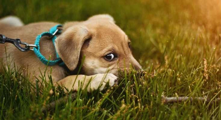 Best Grass For Dogs: The Pet Friendly Grass Seeds Reviews