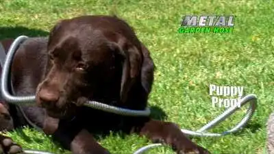 Metal hoses can withstand chewing by pets and the rough handling