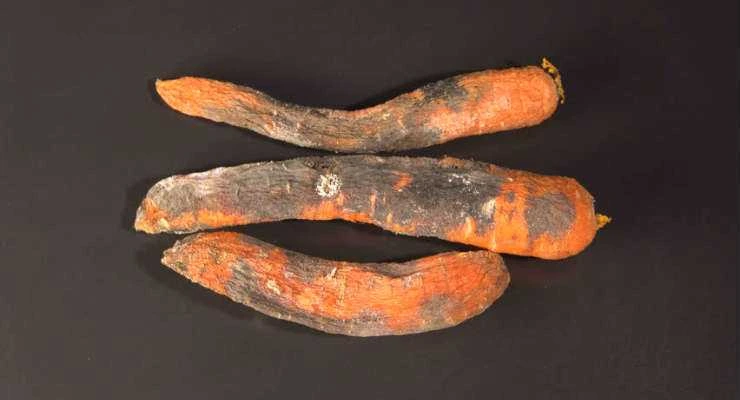 Rotten Carrots - How To Tell If Carrots Gone Bad