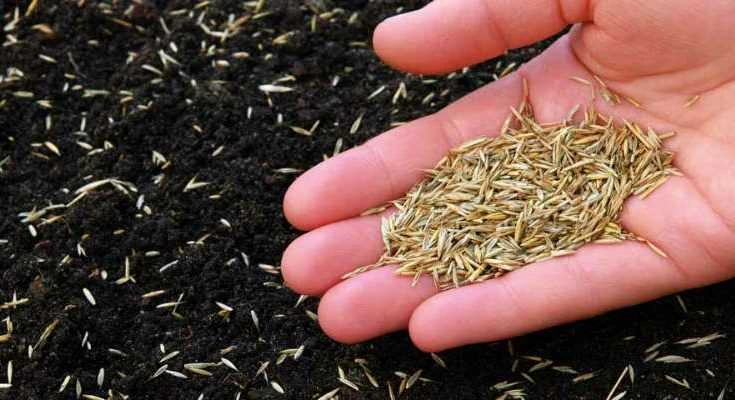 Does grass seed go bad or expire?