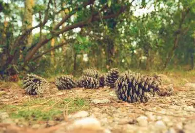 Pine tree cones