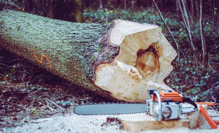 Kill a pine tree with a chainsaw or axe