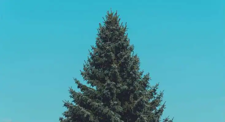 How to kill a pine tree? Featured image