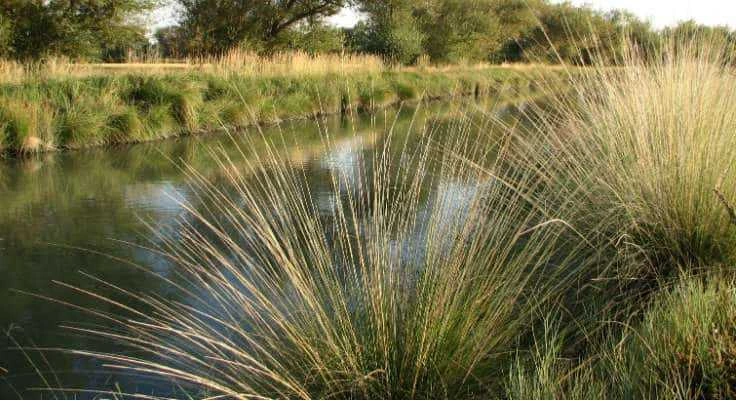 Native Grasses - Deergrass