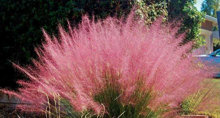 Pink Muhly Grass Facts