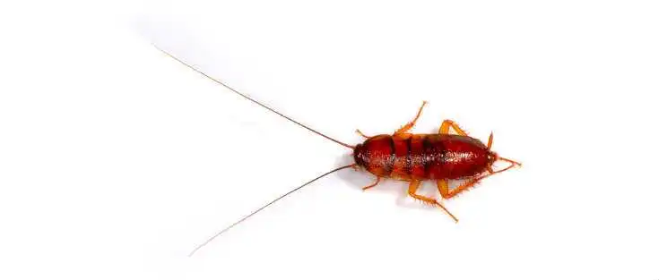 Picture of American cockroach Nymph Baby