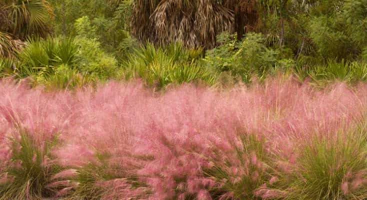 Cultivating and Planting Pink Muhly Grass