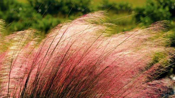 Muhlenbergia Capillaris - Pink Muhly Grass