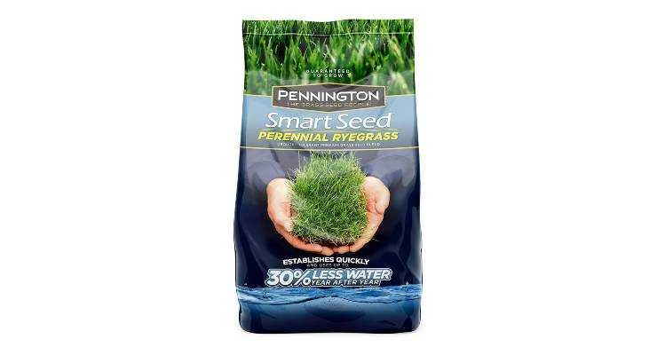 Perennial Rye Grass for dogs