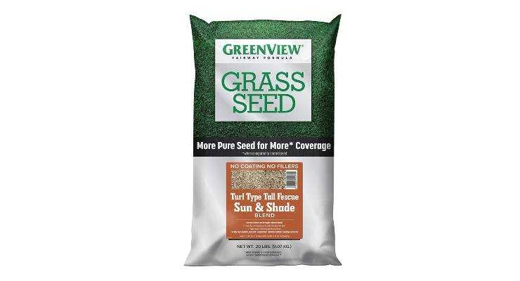 Turf-Type Tall Fescue seeds