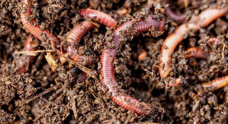 Worm Farm Composting with Red Wigglers