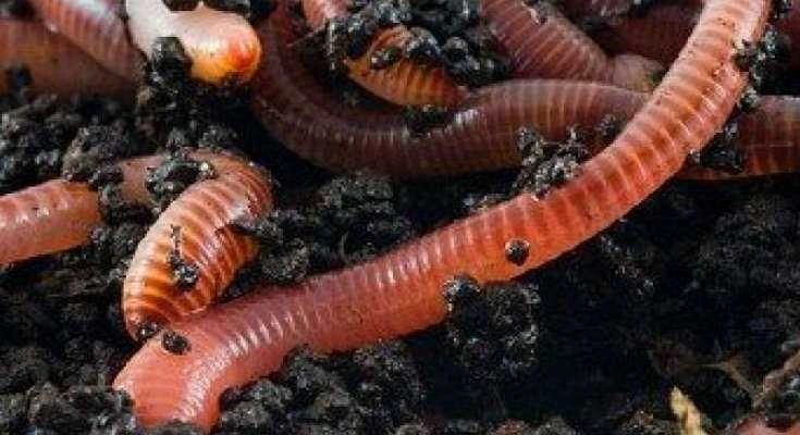 Worm Farm Composting Guide with Worm