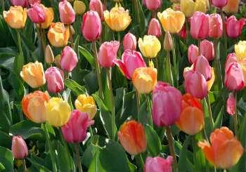 History of British Gardens - Tulips
