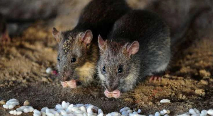 Best Rat Poison - How to Get Rid of Rats
