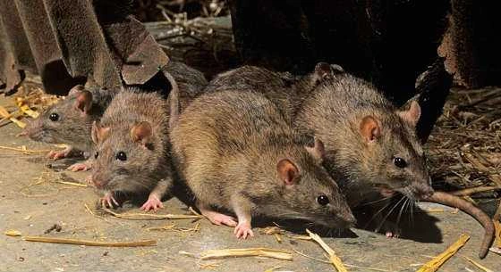 Best Rat Trap - Best Rat Food