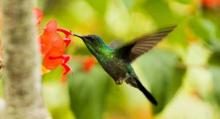 Building Hummingbird Garden - Featured