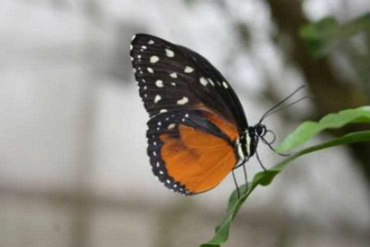 Butterflies as Pollinators