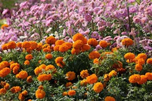 Companion Planting with Marigolds