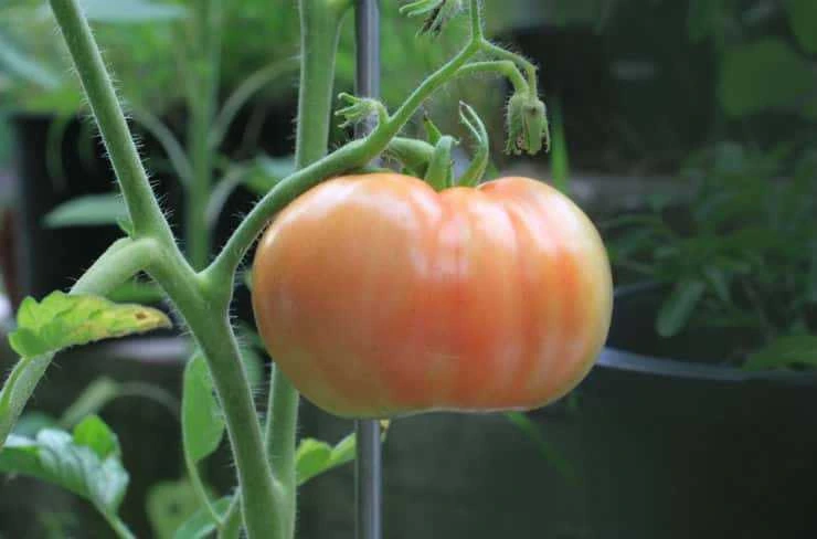 Companion Planting for Tomatoes