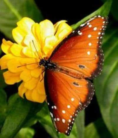 Flowers that attract butterflies