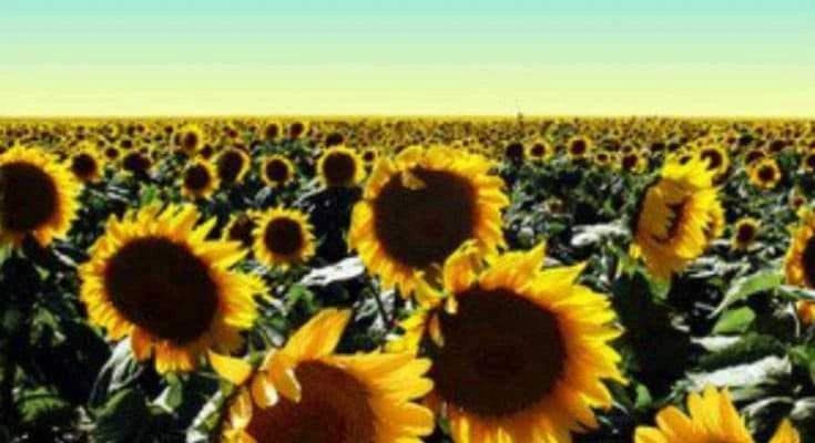 Sunflowers-field
