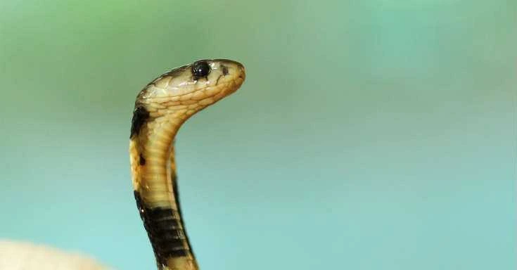 How to Kill a Snake - Best Ways for a Cobra