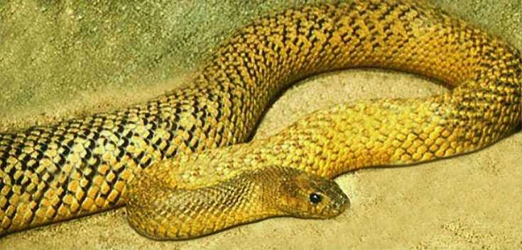 Snakes: Inland Taipan the Most Venomous Snake in the World
