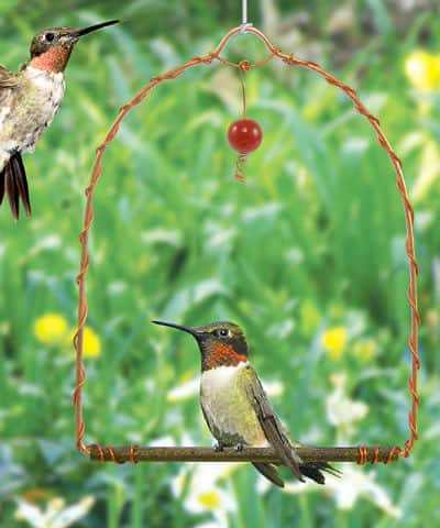 Songbird Essentials Hummingbird Swing