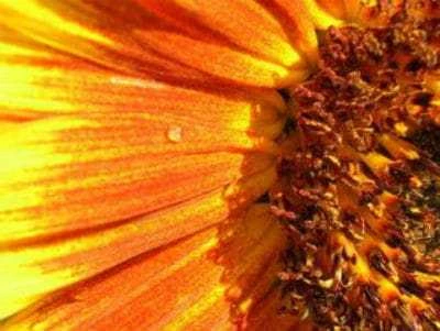 Uses of Sunflower as food
