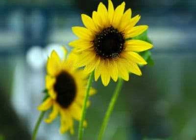Suntastic Yellow Sunflower