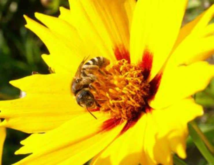 Why Are Bees So Important as Pollinators