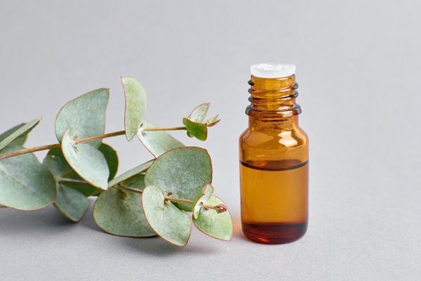 Eucalyptus with eucalyptus essential oil as mosquito repellent