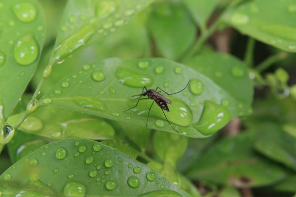 Are Mosquitoes Attracted to Indoor Plants?
