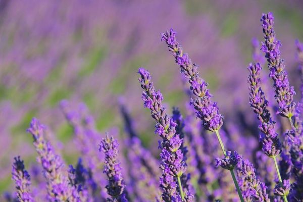 Lavender has a scent that works against mosquitoes