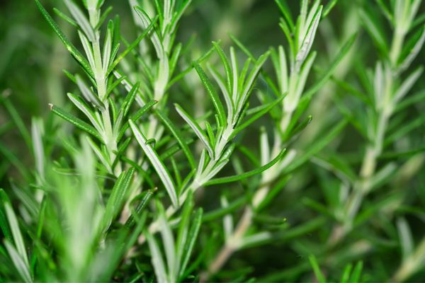 Rosemary as mosquito repellent