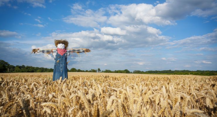 Traditional Scarecrow