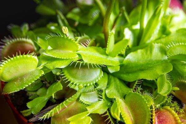 Venus flytraps - Mosquito Eating Plants