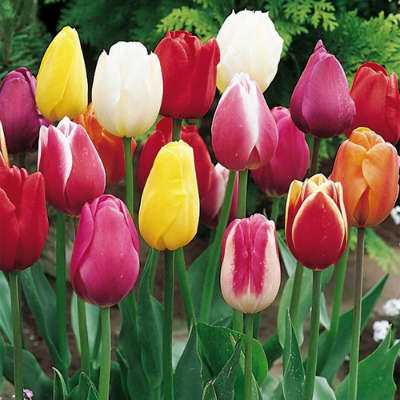 Plant Tulips in Fall in Preparation for Spring Bloom