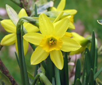 spring bulbs - yellow daffodil