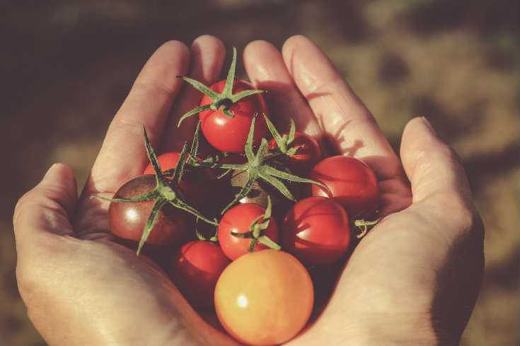 Tomato Plant History - Spacing Tomatoes