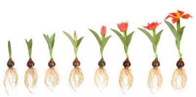 Tulip Bulbs Growing Stages