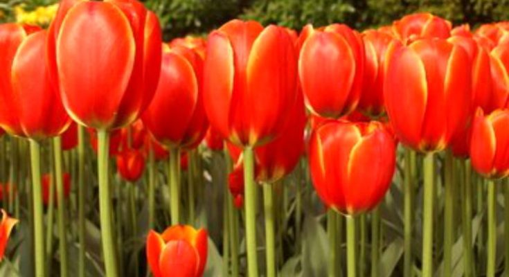 Spring Bulbs to Plant in the Fall