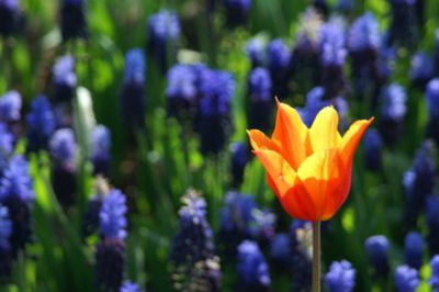 Spring bulbs to plant - tulips