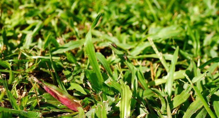 Killing Bermuda Grass