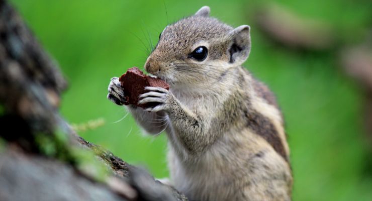 Can Squirrels Eat Chocolate?