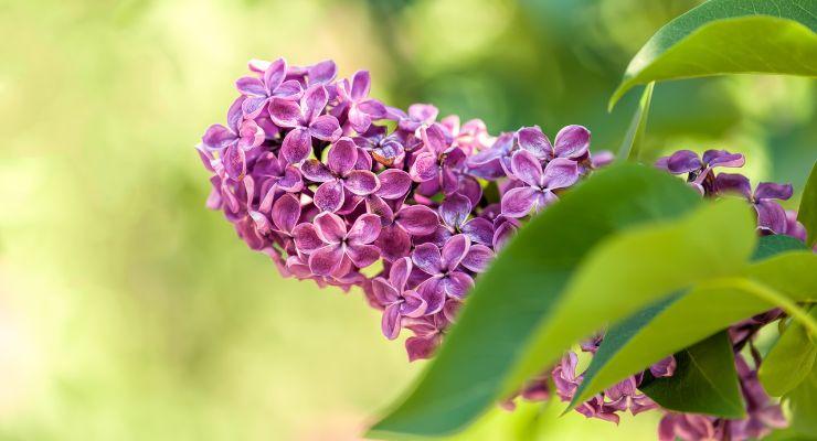 Fragrant lilac
