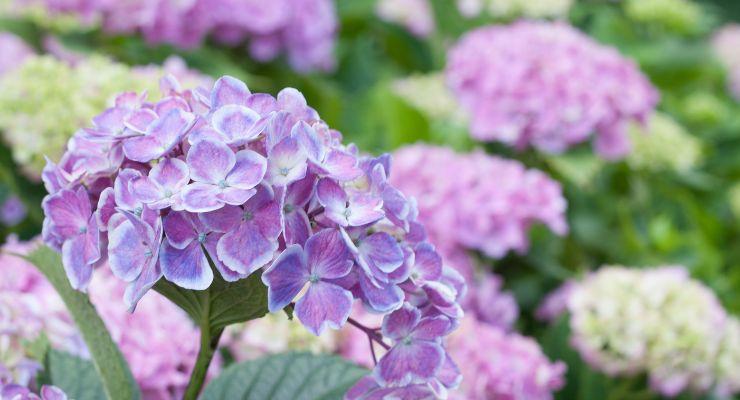 Hydrangea Macrophylla ‘Royal Purple’