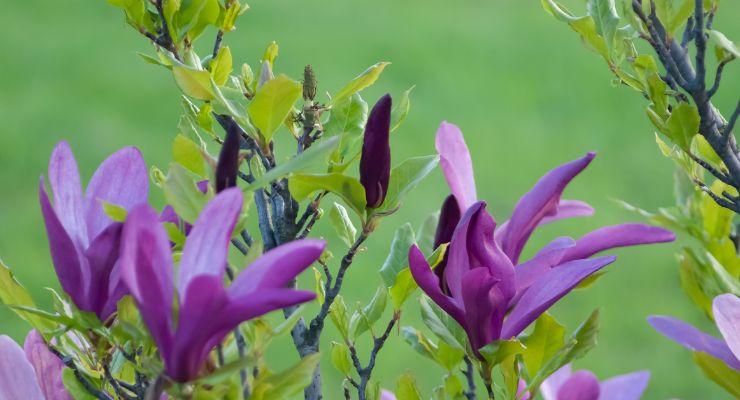 Purple Flowering Jane Magnolia