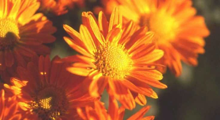 Caring for Chrysanthemums